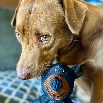 Ultimate Chew Toy for Power Chewers🐾