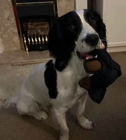 Ultimate Chew Toy for Power Chewers🐾