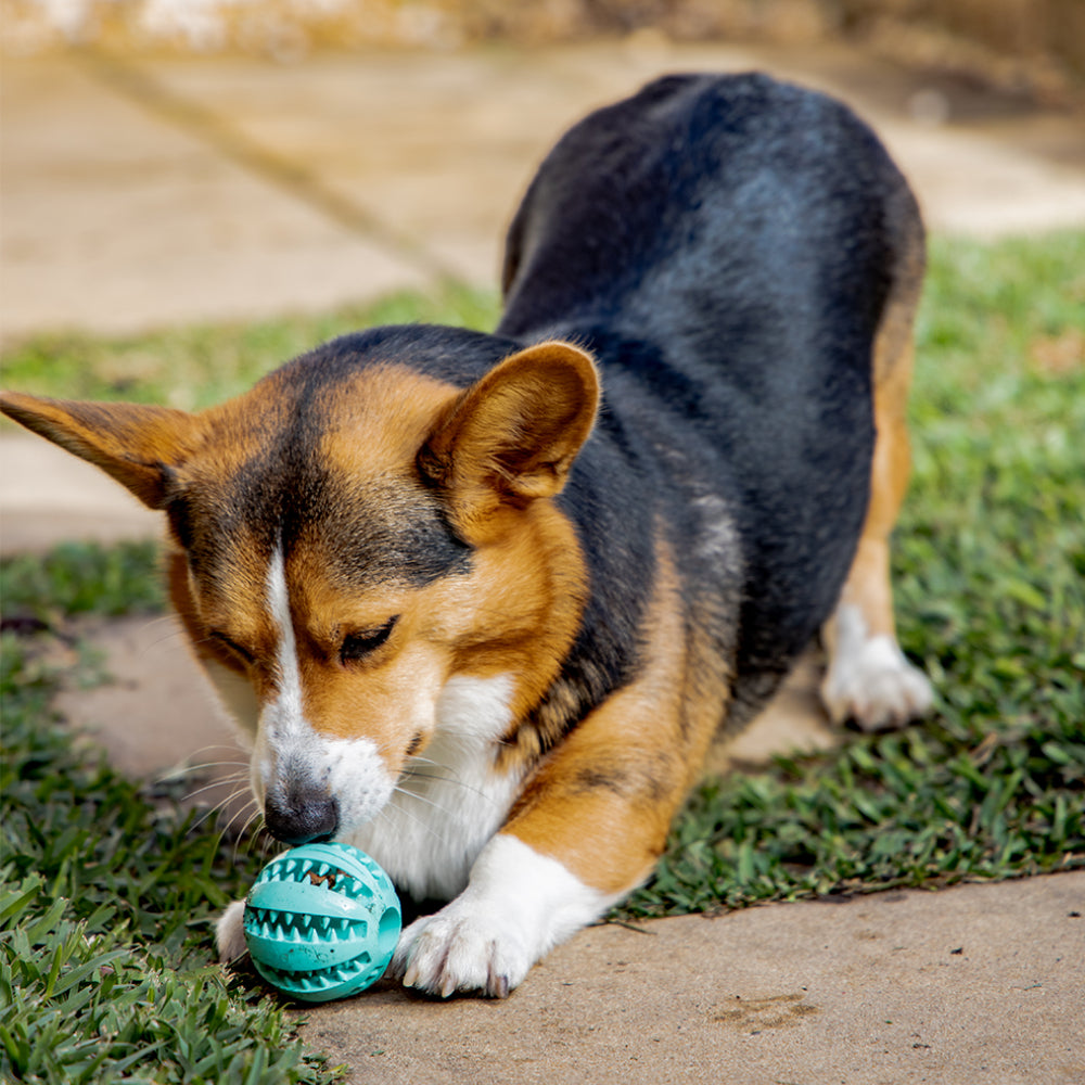 Pet Teething Rubber Food Ball