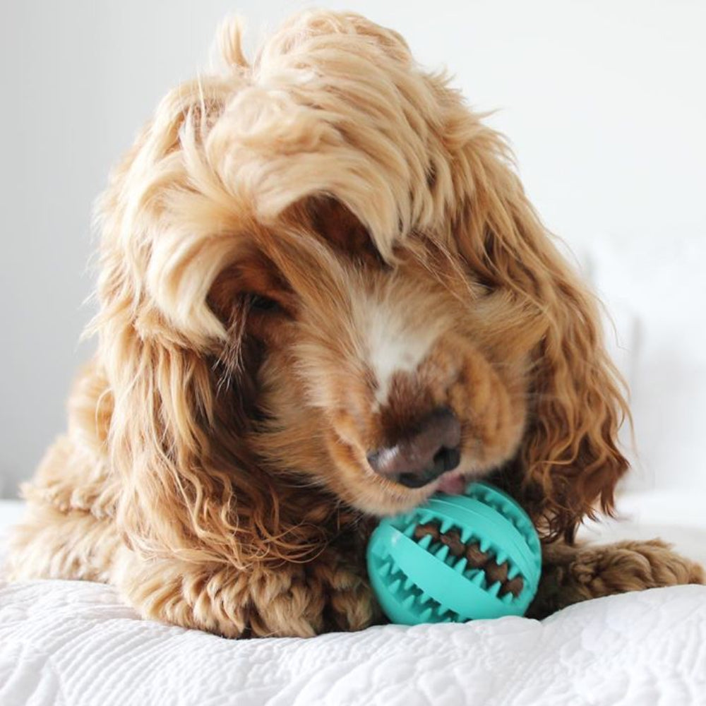 Pet Teething Rubber Food Ball