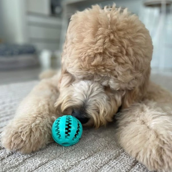 Pet Teething Rubber Food Ball