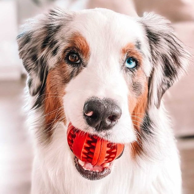Pet Teething Rubber Food Ball