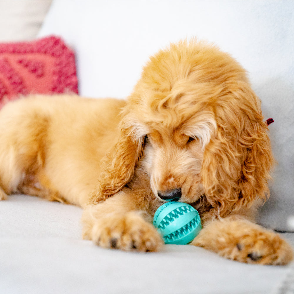 Pet Teething Rubber Food Ball